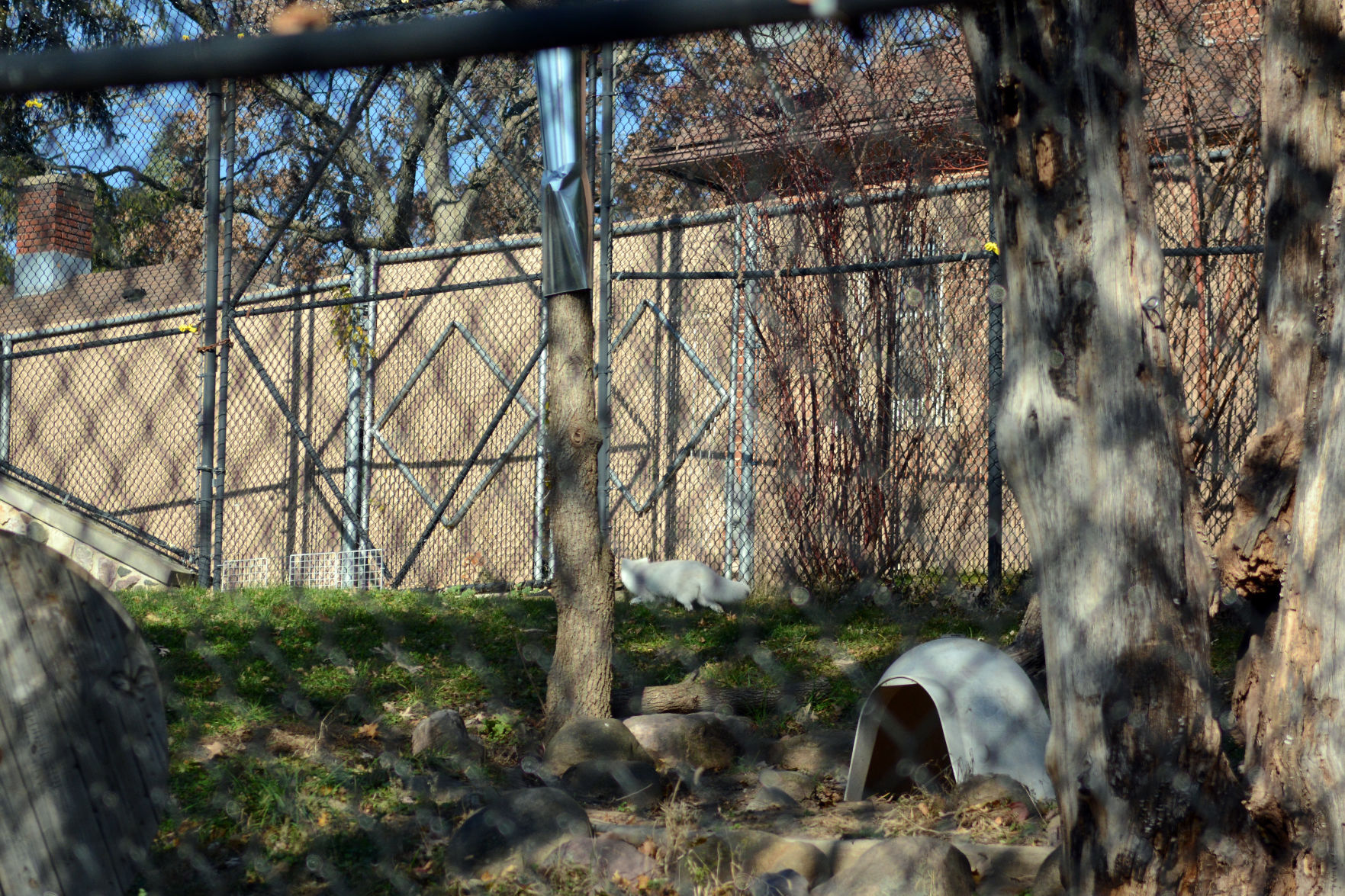 Scenes from Baraboo's Ochsner Park Zoo, Nov. 7, 2020
